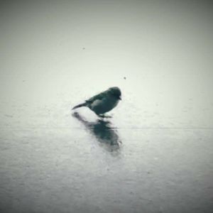 Meet your Posher, Merrell